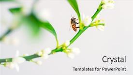  Presentation with honey bee - Beautiful presentation theme featuring pollination - beautiful yellow honey bee sitting backdrop and a sky blue colored foreground