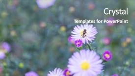  Presentation with honey bee - Theme having pollination - bee collects honey and pollinates background and a gray colored foreground