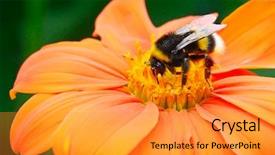  Presentation with bee - Presentation having pollination - bumble bee pollinating a flower background and a gold colored foreground