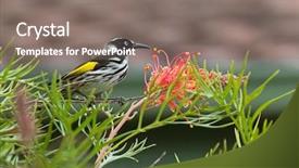  Presentation with spider - Theme enhanced with pollination - closeup of new holland honeyeater background and a gray colored foreground