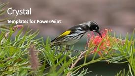  Presentation with bird - Slide deck consisting of pollination - closeup of new holland honeyeater background and a gray colored foreground