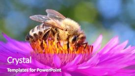  Presentation with honey bee - Audience pleasing PPT theme consisting of pollination - european honey bee apis mellifera backdrop and a purple colored foreground