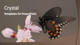  Presentation with butterfly - Slides having pollination - green swallowtail butterfly feeding background and a dark gray colored foreground