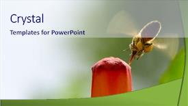  Presentation with honey bee - Presentation design having pollination - honey bee pollinates red flower background and a sky blue colored foreground