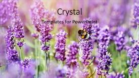  Presentation with lavender - Presentation design with pollination - honeybee pollinating lavender flower field background and a lemonade colored foreground