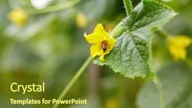  Presentation with insect - Colorful slides enhanced with pollination - insect gardening and farming concept backdrop and a tawny brown colored foreground