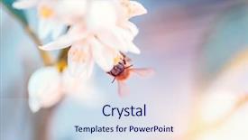  Presentation with gentle - Presentation theme consisting of pollination - little bee pollinates mandarin flowers background and a sky blue colored foreground