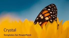  Presentation with monarch butterfly - Colorful slide deck enhanced with pollination - monarch butterfly in sunflower flower backdrop and a gold colored foreground