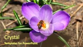  Presentation with honey bee - Audience pleasing presentation theme consisting of pollination with honey bee at violet crocus flower backdrop and a tawny brown colored foreground