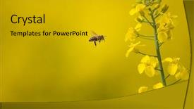  Presentation with bee - Amazing presentation having pollinator - bee collecting nectar from colza backdrop and a light gray colored foreground