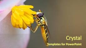  Presentation with pollen - Slide set having pollinator - macro shot of a bee background and a tawny brown colored foreground