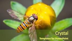  Presentation with bud - Cool new slide set with pollinator - macro shot of a bee backdrop and a tawny brown colored foreground