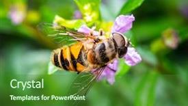  Presentation with pollen - Beautiful slide set featuring pollinator - macro shot of a bee backdrop and a forest green colored foreground