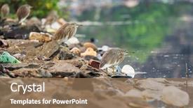  Presentation with birds - Amazing PPT theme having pollution - birds on the river backdrop and a coral colored foreground