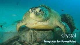  Presentation with environmental pollution - Cool new slide deck with pollution - environmental problem sea turtle rests backdrop and a ocean colored foreground