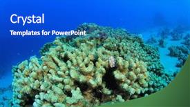  Presentation with ocean conservation - Presentation theme with pollution problem dead coral killed background and a cobalt blue colored foreground