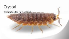 Presentation with pest - Presentation design consisting of polly armadillidium vulgare garden pest background and a  colored foreground