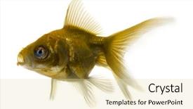  Presentation with fish - Amazing presentation design having polution - ugly fish on white backdrop and a blonde colored foreground