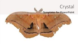  Presentation with moth - Slide set having polyphemus moth isolated on white background and a lemonade colored foreground