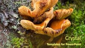  Presentation with moss - Presentation enhanced with polyporales-mushroom-on-green-moss background and a tawny brown colored foreground