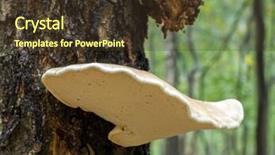  Presentation with growing tree - Amazing slide deck having polypore growing on birch tree trunk backdrop and a tawny brown colored foreground