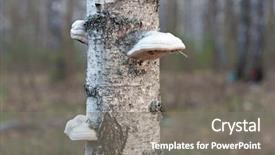  Presentation with stem - Cool new presentation design with polypore mushrooms on birch stem backdrop and a gray colored foreground