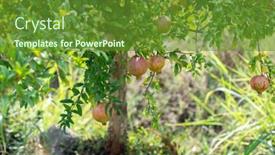 Presentation with growing tree - Slides having pomegranate-fruits-growing background and a tawny brown colored foreground