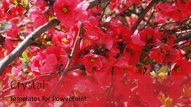  Presentation with pomegranate - Theme featuring pomegranate-tree-on-a-bright background and a red colored foreground