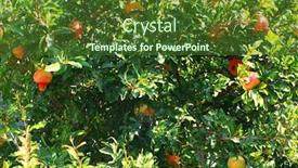  Presentation with coconut tree fruits - PPT layouts having pomegranate-tree-with-fruits background and a tawny brown colored foreground