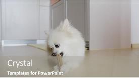  Presentation with clean - Audience pleasing presentation design consisting of pomeranian-dog-chewing-treat backdrop and a gray colored foreground