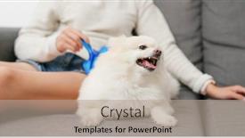  Presentation with angry - Colorful presentation enhanced with pomeranian dog feeling angry when brushing hair backdrop and a mint green colored foreground