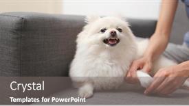  Presentation with angry - Slide deck featuring pomeranian dog feeling angry when touch her hand and finger background and a gray colored foreground
