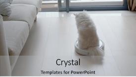  Presentation with robotic - Audience pleasing presentation design consisting of pomeranian dog sit on robotic backdrop and a light gray colored foreground