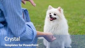  Presentation with wait - Beautiful PPT theme featuring pomeranian dog wait for command backdrop and a teal colored foreground