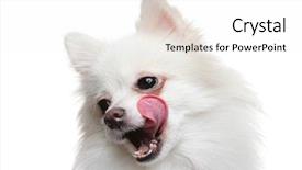  Presentation with wait - Amazing theme having pomeranian dog wait for yummy backdrop and a white colored foreground