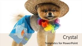  Presentation with hawaiian volcano - Amazing presentation theme having pomeranian dog wearing short hawaiian backdrop and a coral colored foreground