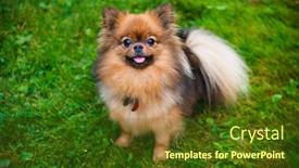  Presentation with green grass under the snow - Amazing PPT theme having pomeranian dog zwergspitz on green grass backdrop and a tawny brown colored foreground