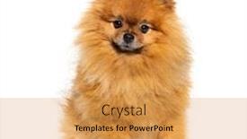  Presentation with camera - Colorful slide deck enhanced with pomeranian-looking-at-the-camera backdrop and a yellow colored foreground