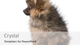  Presentation with puppy - Slide deck featuring pomeranian-puppy-sitting-looking background and a white colored foreground