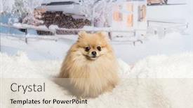  Presentation with winter scene - Presentation theme having pomeranian sitting on fur rug in winter scene smiling background and a lemonade colored foreground