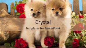  Presentation with roses - Slides featuring pomeranian spitz puppies and flowers background and a coral colored foreground