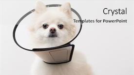  Presentation with protective parent - Beautiful theme featuring pomeranian with protective collar backdrop and a light gray colored foreground