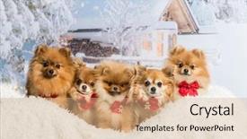  Presentation with winter scene - Cool new slide deck with pomeranians sitting in winter backdrop and a coral colored foreground