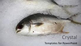  Presentation with fish people - PPT theme consisting of pompano-pompano-fish-on-ice background and a  colored foreground