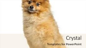  Presentation with 4 years old children and doctor - Beautiful slide set featuring pompom - pomeranian sitting 5 years old backdrop and a yellow colored foreground