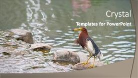  Presentation with pond - Presentation featuring pond-heron-ardeola-bacchus background and a gray colored foreground
