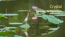  Presentation with lotus - Cool new theme with pond-heron-ardeola-bacchus backdrop and a tawny brown colored foreground