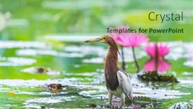 Presentation with lotus - Amazing slide deck having pond-heron-ardeola-bacchus backdrop and a seafoam green colored foreground