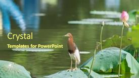  Presentation with pond - Slide deck with pond-heron-ardeola-bacchus background and a tawny brown colored foreground