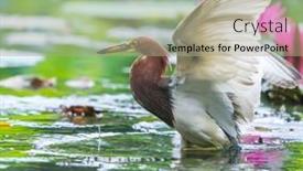  Presentation with lemongrass herb plant fresh leaves - PPT layouts having pond-heron-ardeola-bacchus background and a mint green colored foreground